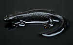 BB 09 0155 / Triturus cristatus / Storsalamander